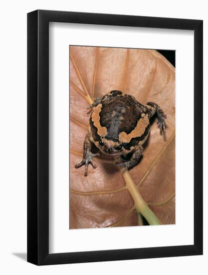 Kaloula Pulchra (Banded Bullfrog)-Paul Starosta-Framed Photographic Print