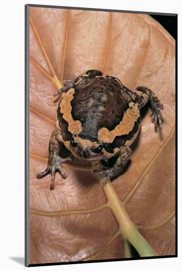 Kaloula Pulchra (Banded Bullfrog)-Paul Starosta-Mounted Photographic Print