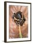 Kaloula Pulchra (Banded Bullfrog)-Paul Starosta-Framed Photographic Print