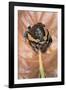 Kaloula Pulchra (Banded Bullfrog)-Paul Starosta-Framed Photographic Print