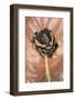 Kaloula Pulchra (Banded Bullfrog)-Paul Starosta-Framed Photographic Print