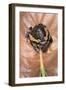 Kaloula Pulchra (Banded Bullfrog)-Paul Starosta-Framed Photographic Print