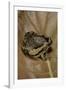 Kaloula Pulchra (Banded Bullfrog)-Paul Starosta-Framed Photographic Print