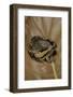 Kaloula Pulchra (Banded Bullfrog)-Paul Starosta-Framed Photographic Print