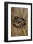 Kaloula Pulchra (Banded Bullfrog)-Paul Starosta-Framed Photographic Print