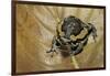 Kaloula Pulchra (Banded Bullfrog)-Paul Starosta-Framed Photographic Print