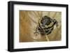 Kaloula Pulchra (Banded Bullfrog)-Paul Starosta-Framed Photographic Print