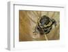 Kaloula Pulchra (Banded Bullfrog)-Paul Starosta-Framed Photographic Print