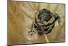 Kaloula Pulchra (Banded Bullfrog)-Paul Starosta-Mounted Photographic Print