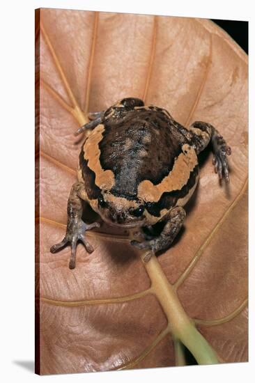 Kaloula Pulchra (Banded Bullfrog)-Paul Starosta-Stretched Canvas