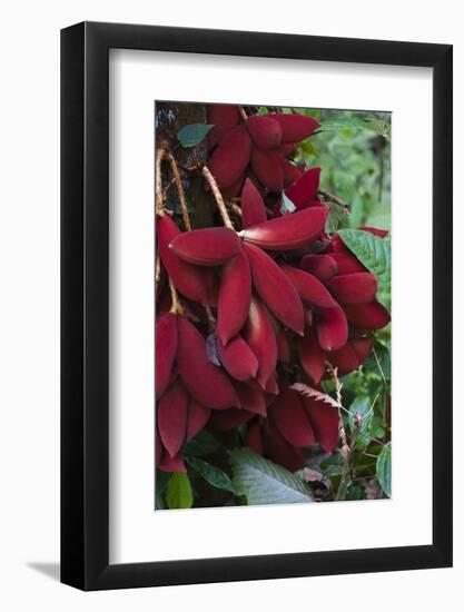 Kalumpang Tree-Craig Lovell-Framed Photographic Print