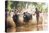 Kambala, Traditional Buffalo Racing, Kerala, India-Peter Adams-Stretched Canvas