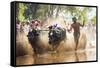 Kambala, Traditional Buffalo Racing, Kerala, India-Peter Adams-Framed Stretched Canvas
