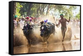 Kambala, Traditional Buffalo Racing, Kerala, India-Peter Adams-Framed Stretched Canvas