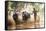 Kambala, Traditional Buffalo Racing, Kerala, India-Peter Adams-Framed Stretched Canvas