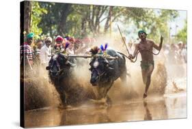 Kambala, Traditional Buffalo Racing, Kerala, India-Peter Adams-Stretched Canvas