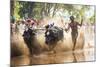 Kambala, Traditional Buffalo Racing, Kerala, India-Peter Adams-Mounted Photographic Print