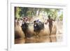 Kambala, Traditional Buffalo Racing, Kerala, India-Peter Adams-Framed Photographic Print