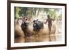 Kambala, Traditional Buffalo Racing, Kerala, India-Peter Adams-Framed Photographic Print