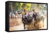 Kambala, Traditional Buffalo Racing, Kerala, India-Peter Adams-Framed Stretched Canvas