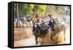 Kambala, Traditional Buffalo Racing, Kerala, India-Peter Adams-Framed Stretched Canvas