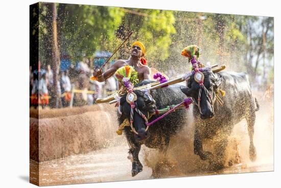 Kambala, Traditional Buffalo Racing, Kerala, India-Peter Adams-Stretched Canvas