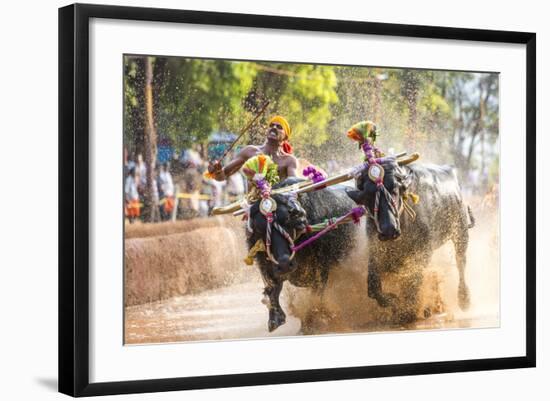 Kambala, Traditional Buffalo Racing, Kerala, India-Peter Adams-Framed Photographic Print