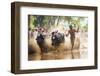 Kambala, Traditional Buffalo Racing, Kerala, India-Peter Adams-Framed Photographic Print