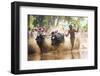 Kambala, Traditional Buffalo Racing, Kerala, India-Peter Adams-Framed Photographic Print