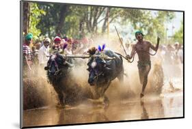 Kambala, Traditional Buffalo Racing, Kerala, India-Peter Adams-Mounted Photographic Print