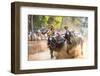 Kambala, Traditional Buffalo Racing, Kerala, India-Peter Adams-Framed Photographic Print