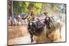 Kambala, Traditional Buffalo Racing, Kerala, India-Peter Adams-Mounted Photographic Print