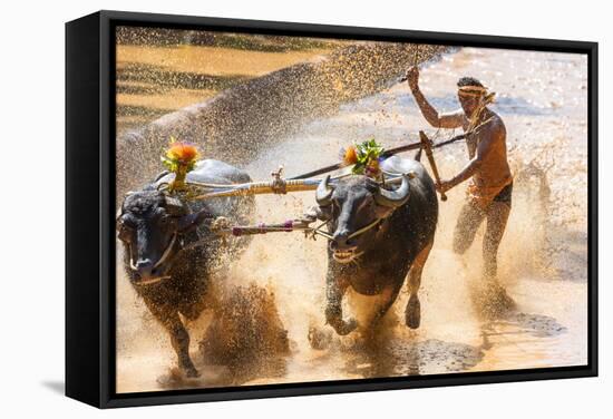 Kambala, Traditional Buffalo Racing, Kerala, India-Peter Adams-Framed Stretched Canvas