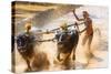 Kambala, Traditional Buffalo Racing, Kerala, India-Peter Adams-Stretched Canvas