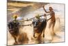 Kambala, Traditional Buffalo Racing, Kerala, India-Peter Adams-Mounted Photographic Print