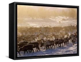 Kamchakta, Herding Reindeer across the Winter Tundra, Palana, Kamchatka, Russian Far East, Russia-Nick Laing-Framed Stretched Canvas