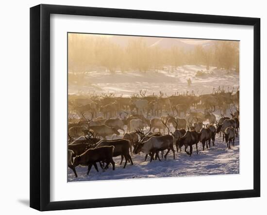 Kamchakta, Herding Reindeer across the Winter Tundra, Palana, Kamchatka, Russian Far East, Russia-Nick Laing-Framed Photographic Print