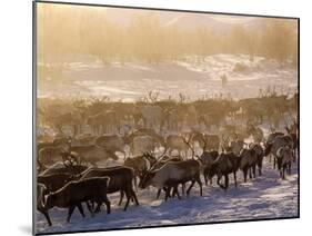 Kamchakta, Herding Reindeer across the Winter Tundra, Palana, Kamchatka, Russian Far East, Russia-Nick Laing-Mounted Photographic Print