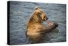 Kamchatka Brown Bear (Ursus Arctos Beringianus) Eating Salmon-Michael Runkel-Stretched Canvas