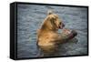 Kamchatka Brown Bear (Ursus Arctos Beringianus) Eating Salmon-Michael Runkel-Framed Stretched Canvas