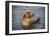 Kamchatka Brown Bear (Ursus Arctos Beringianus) Eating Salmon-Michael Runkel-Framed Photographic Print