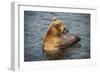 Kamchatka Brown Bear (Ursus Arctos Beringianus) Eating Salmon-Michael Runkel-Framed Photographic Print