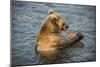 Kamchatka Brown Bear (Ursus Arctos Beringianus) Eating Salmon-Michael Runkel-Mounted Photographic Print