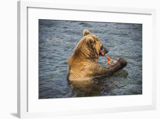 Kamchatka Brown Bear (Ursus Arctos Beringianus) Eating Salmon-Michael Runkel-Framed Photographic Print