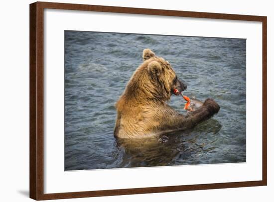 Kamchatka Brown Bear (Ursus Arctos Beringianus) Eating Salmon-Michael Runkel-Framed Photographic Print