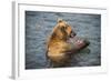 Kamchatka Brown Bear (Ursus Arctos Beringianus) Eating Salmon-Michael Runkel-Framed Photographic Print