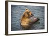 Kamchatka Brown Bear (Ursus Arctos Beringianus) Eating Salmon-Michael Runkel-Framed Photographic Print