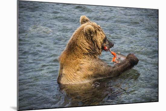 Kamchatka Brown Bear (Ursus Arctos Beringianus) Eating Salmon-Michael Runkel-Mounted Photographic Print