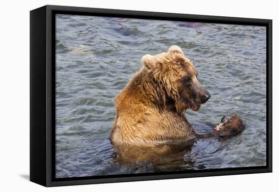 Kamchatka Brown Bear (Ursus Arctos Beringianus) Eating Salmon-Michael-Framed Stretched Canvas