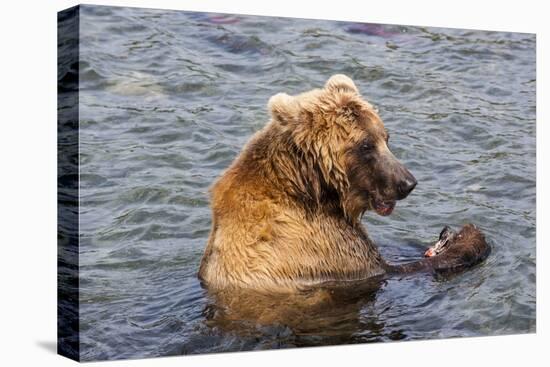Kamchatka Brown Bear (Ursus Arctos Beringianus) Eating Salmon-Michael-Stretched Canvas